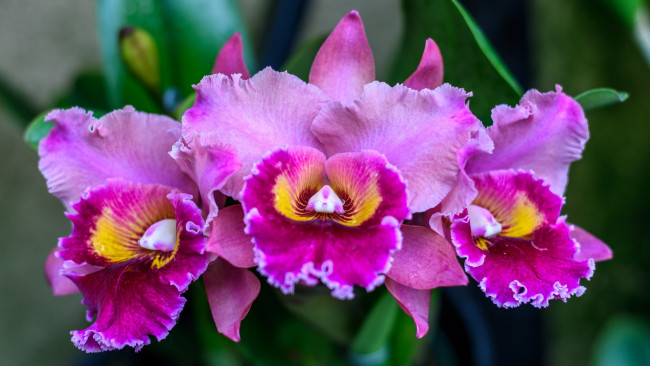 Обои картинки фото цветы, орхидеи, экзотика