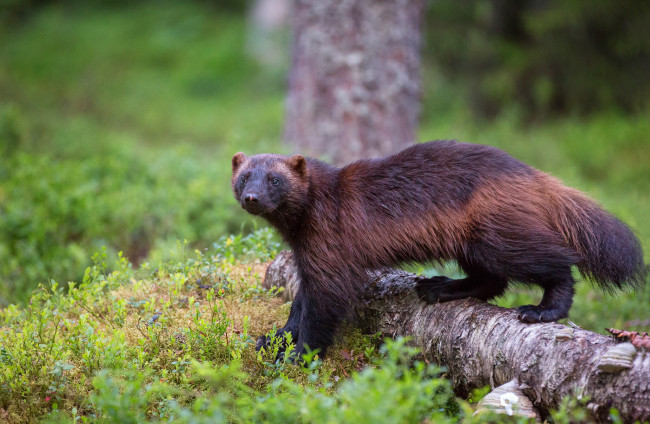 Обои картинки фото росомаха, животные, росомахи, животное, хищник, млекопитающее, куньи, опасное, мех, когти