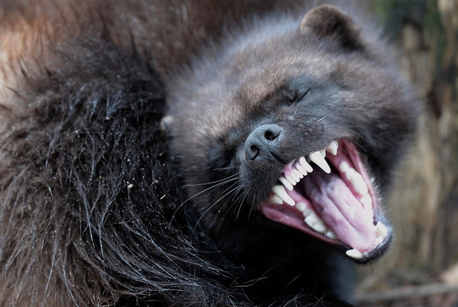 Обои картинки фото росомаха, животные, росомахи, животное, хищник, млекопитающее, куньи, опасное, мех, когти