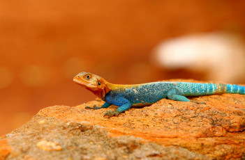 Картинка животные ящерицы +игуаны +вараны ящерица камень