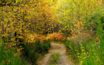 Картинка природа лес деревья осень тропа