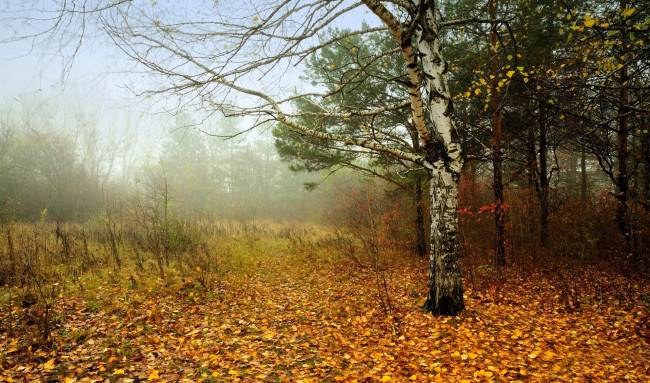 Обои картинки фото природа, лес, листья, осень, туман