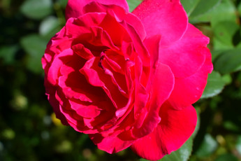 Картинка цветы розы роза макро