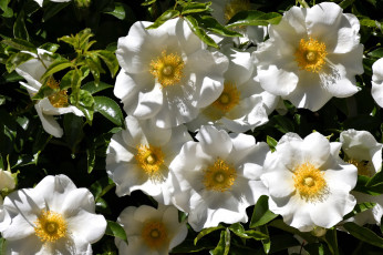 обоя cherokee rose, цветы, шиповник, cherokee, rose