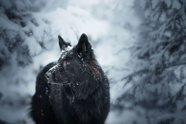 Обои картинки фото животные, собаки, собака, млекопитающие, снег, зима, на, улице, крупным, планом