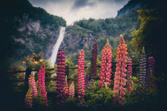 обоя цветы, люпин