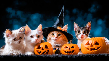 обоя праздничные, хэллоуин, кошки, шляпа, тыквы, рожи, нейросеть