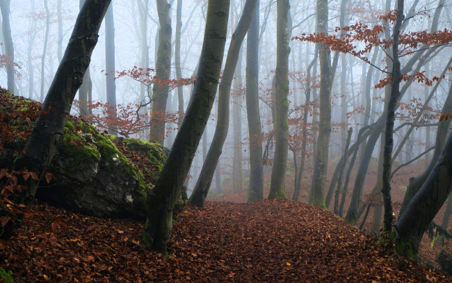 Обои картинки фото природа, лес, деревья, туман, осень, листья, камень, мох