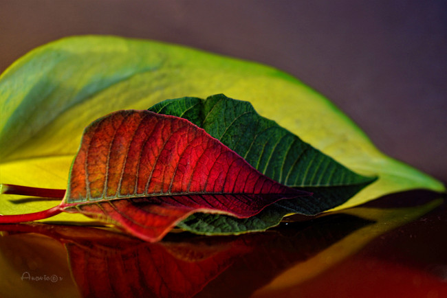 Обои картинки фото природа, листья