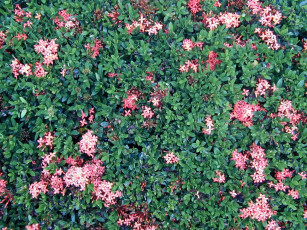 Картинка цветы цветущие деревья кустарники