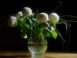 Картинка цветы хризантемы