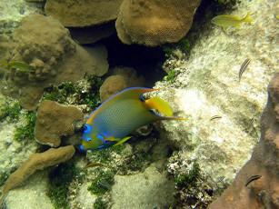 Картинка queen angel fish животные рыбы