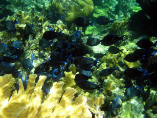 Картинка school of blue tangs животные рыбы