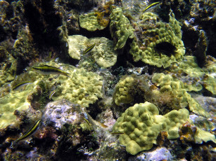 Картинка small wrasse животные рыбы