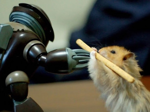 Картинка животные морские свинки хомяки