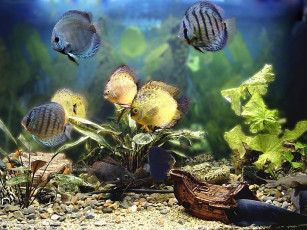 Картинка животные рыбы