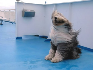 Картинка животные собаки