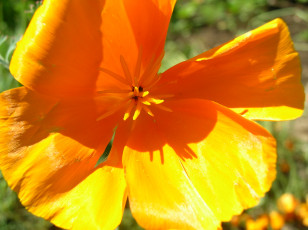 Картинка цветы эшшольция