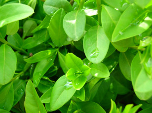 Картинка природа