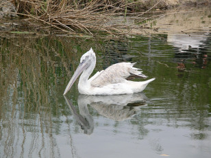 Картинка животные пеликаны