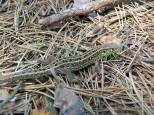 Картинка животные Ящерицы игуаны вараны