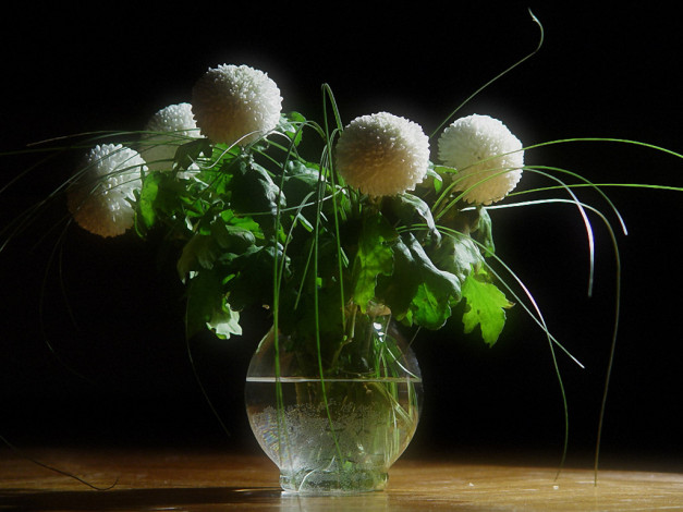 Обои картинки фото цветы, хризантемы