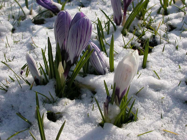 Обои картинки фото цветы, крокусы