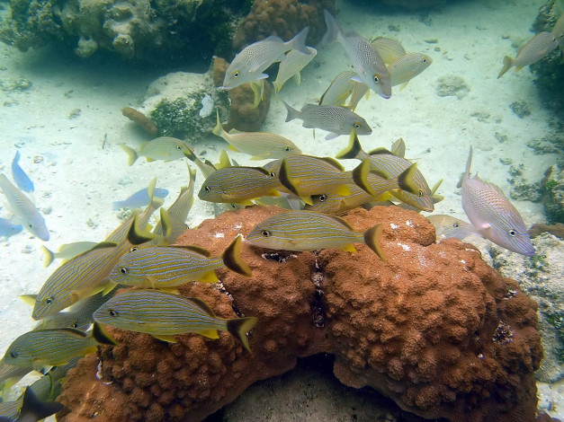 Обои картинки фото reef, fish, животные, рыбы