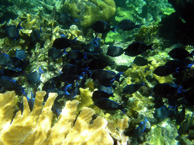 Обои картинки фото school, of, blue, tangs, животные, рыбы