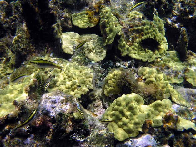 Обои картинки фото small, wrasse, животные, рыбы