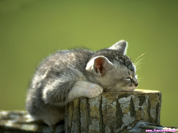 Обои картинки фото животные, коты