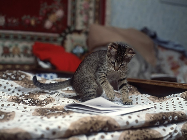 Обои картинки фото животные, коты