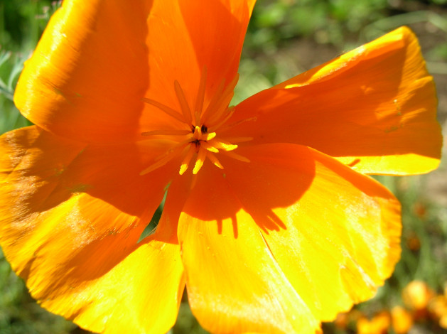 Обои картинки фото цветы, эшшольция