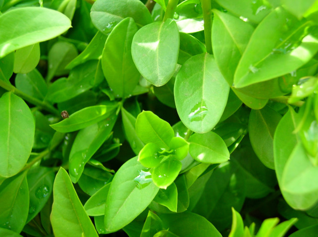 Обои картинки фото природа