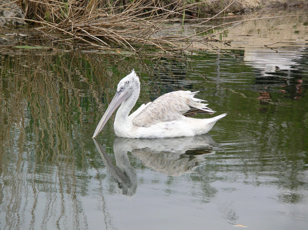 Обои картинки фото животные, пеликаны