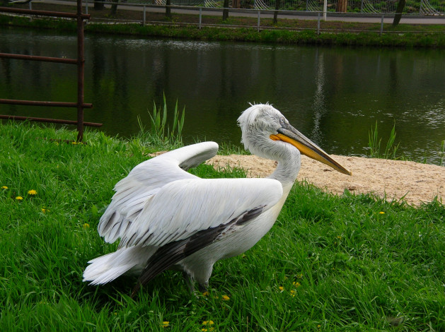 Обои картинки фото животные, пеликаны