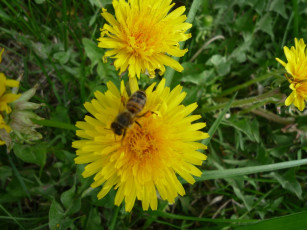 Картинка цветы одуванчики