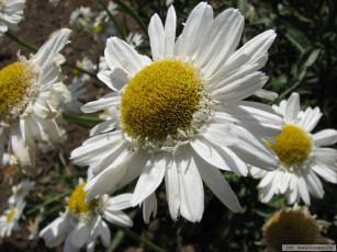 Картинка цветы ромашки