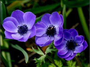 Картинка nebosv *** цветы анемоны адонисы