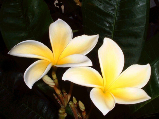 Обои картинки фото цветы, плюмерия