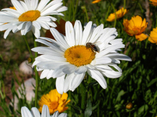 Картинка цветы ромашки