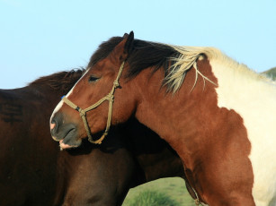 Картинка животные лошади