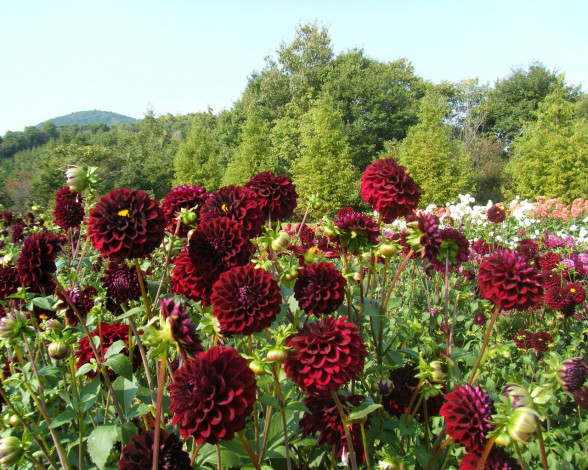 Обои картинки фото цветы, георгины