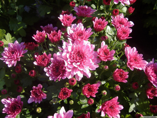 Обои картинки фото цветы, хризантемы