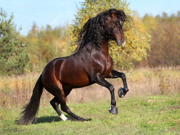 Обои картинки фото животные, лошади