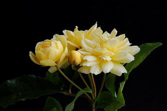 Картинка цветы розы листья бутоны