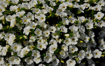 Картинка цветы петунии калибрахоа