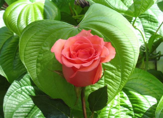 Обои картинки фото цветы, розы