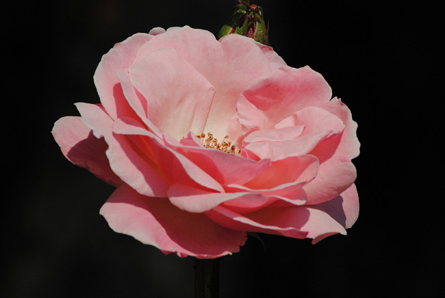 Обои картинки фото цветы, розы, тёмный, фон