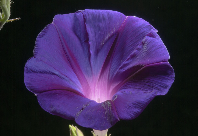 Обои картинки фото цветы, вьюнки, ипомеи